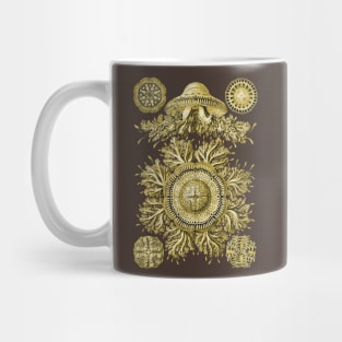 Ernst Haeckel Discomedusae Jellyfish Plate 28 Golden Mug